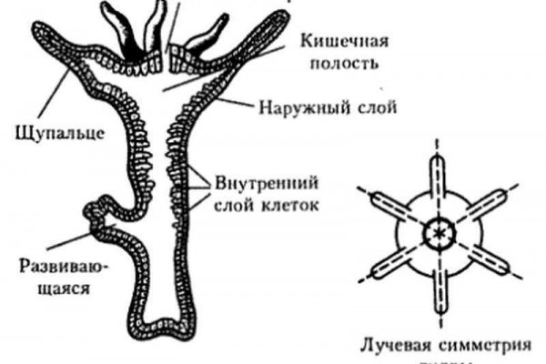 Кракен ссылка прокатис